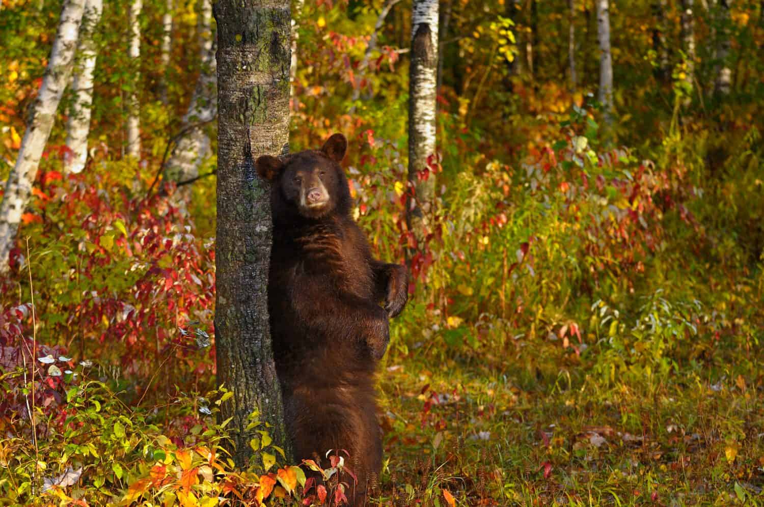 American Black Bear rubbing its back on a rough tree in an Autumn forest at sunrise