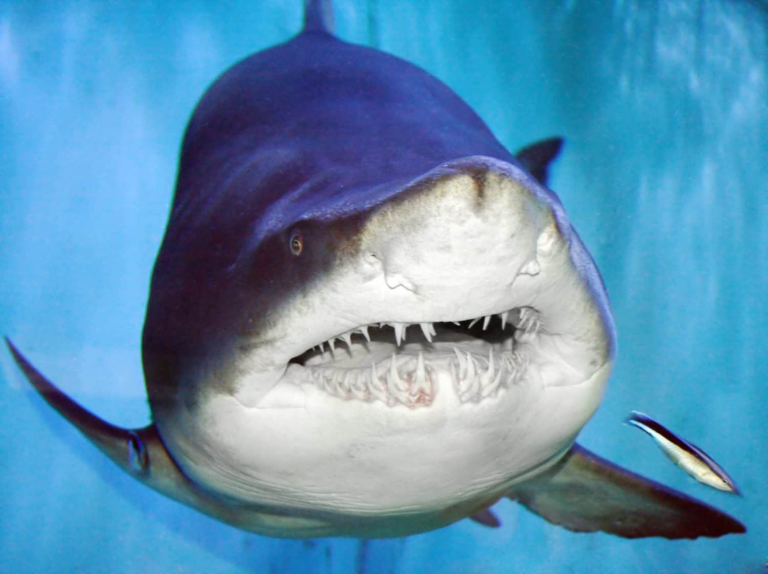 The Sand Tiger Shark, Carcharias Taurus, Grey Nurse Shark, Spotted Ragged-tooth Shark, or Blue-nurse Sand Tiger is a species of Shark that inhabits subtropical and temperate waters worldwide.