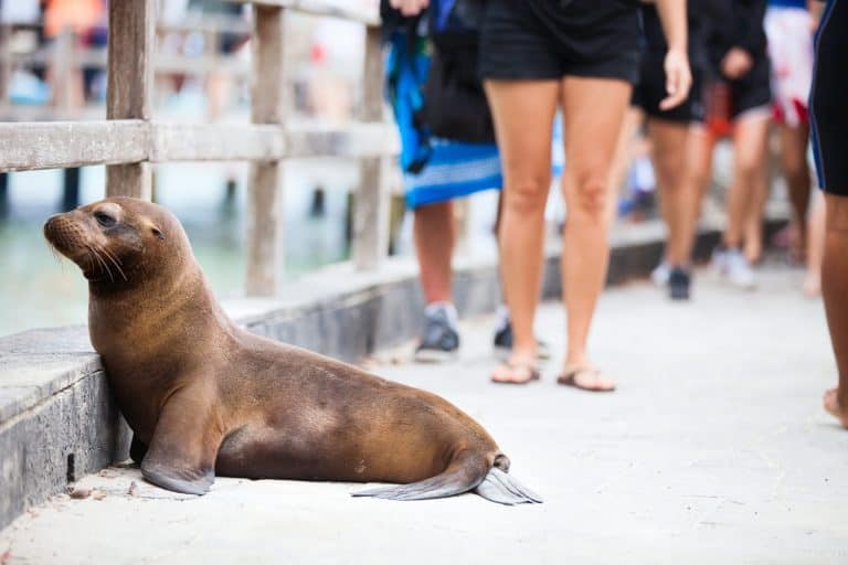 Sea lion on a pedestrian walkway at Galapagos islands