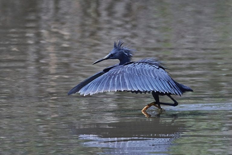 Black heron (Egretta ardesiaca) in its natural habitat in Gambia