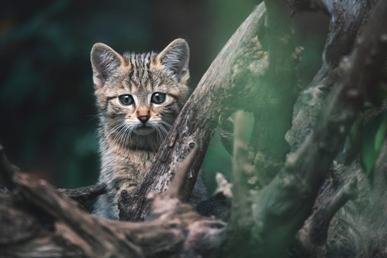 European wild cat (Felis silvestris) detail portrait famale cat kitten
