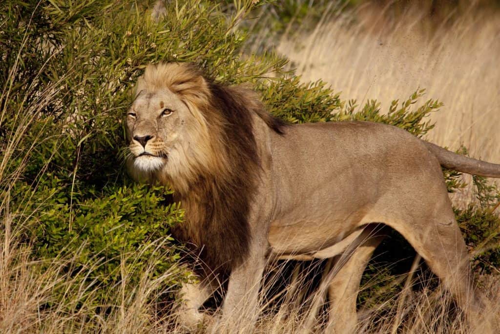 Scent marking odor lasts only a short time. Lions must scent-mark consistently to mark their territory and communicate with other lions.
