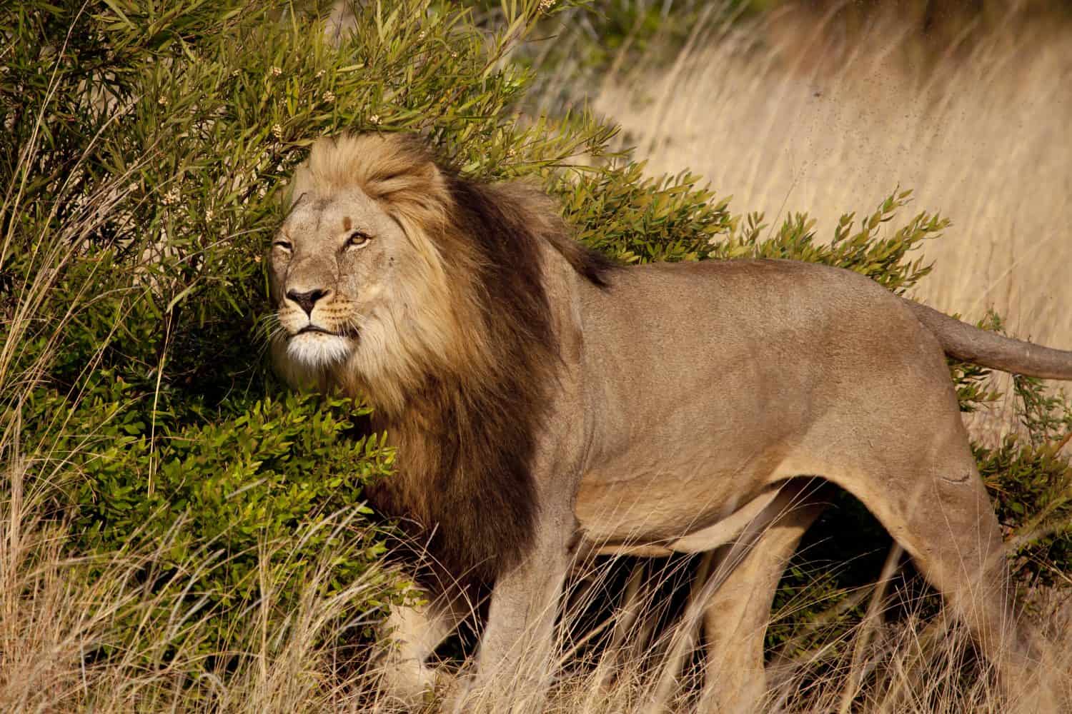 Male Lion Scent Marking