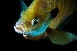 A crappie swimming underwater in a lake