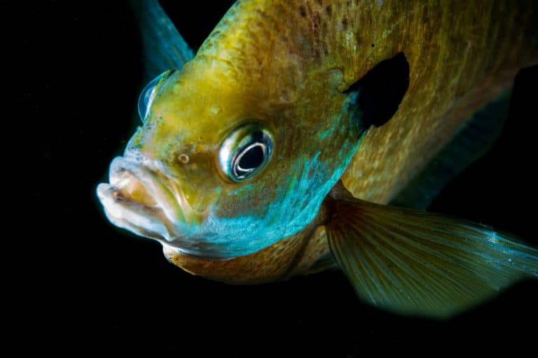 A crappie swimming underwater in a lake