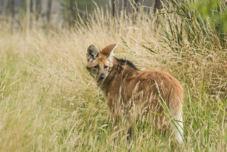 Red maned wolf, chrysocyon brachyurus