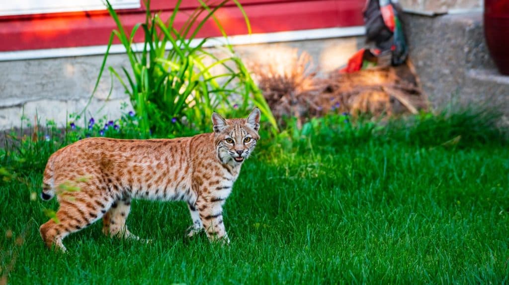 A Bobcat in Your Yard? Here's What It Really Wants - A-Z Animals