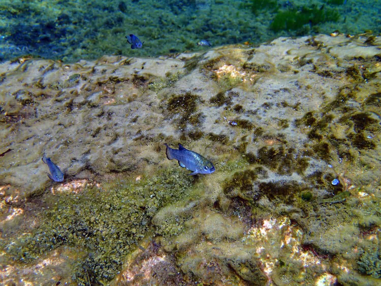 Amargosa Pupfish Ash Meadows National Wildlife Refuge