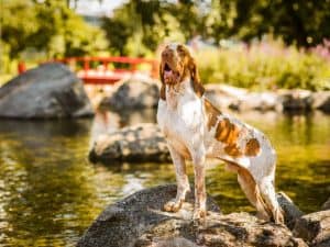 Beautiful Bracco Italiano pointer male standing on rock near water