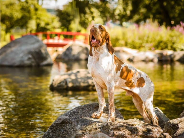 Bracco Italiano
