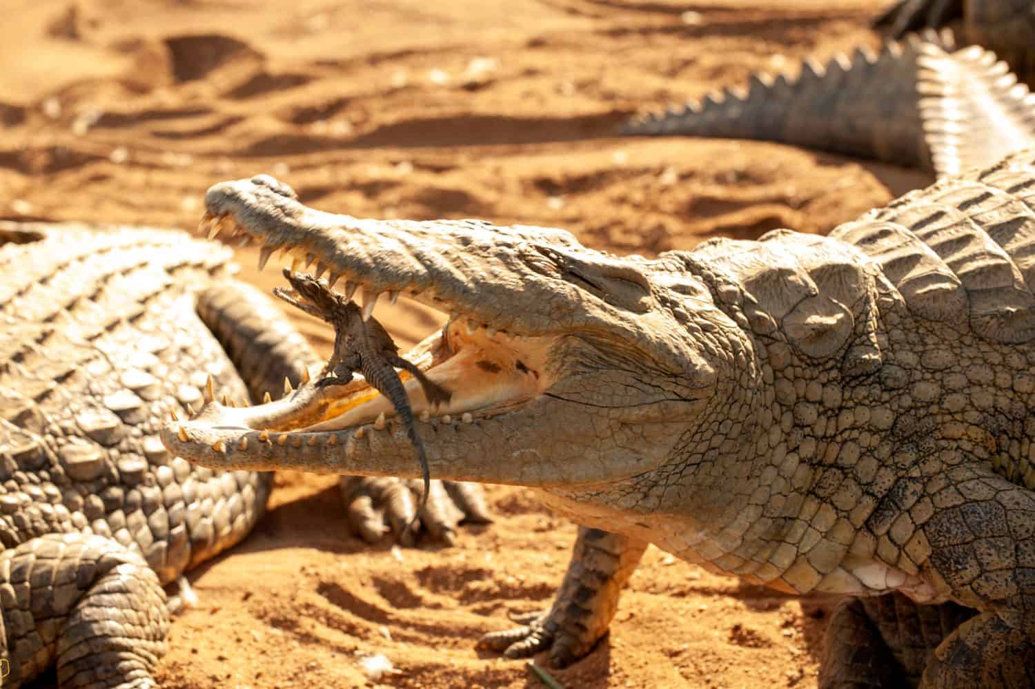 Nile crocodile Mother and hatched baby carrying taking the baby to water