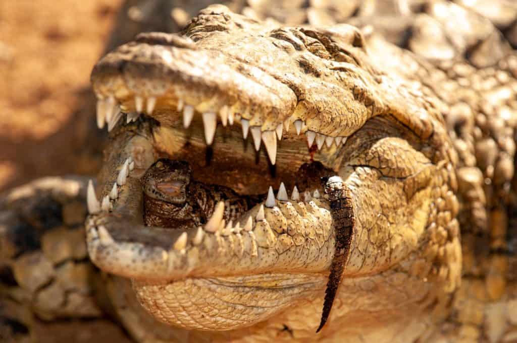 Nile crocodile Mother and hatched baby carrying taking the baby to water