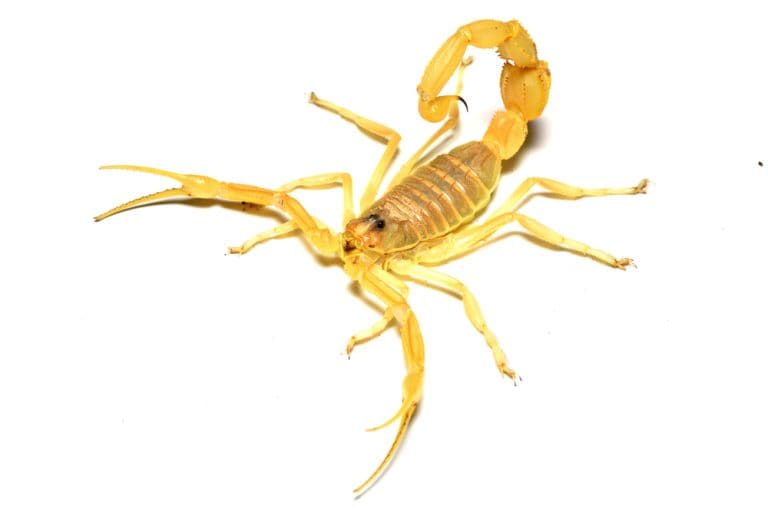 Close up of Giant Arabian Death Stalker or Shield tailed scorpion Apistobuthus pterygocercus from Arabian peninsula; medically important species photographed on white background.