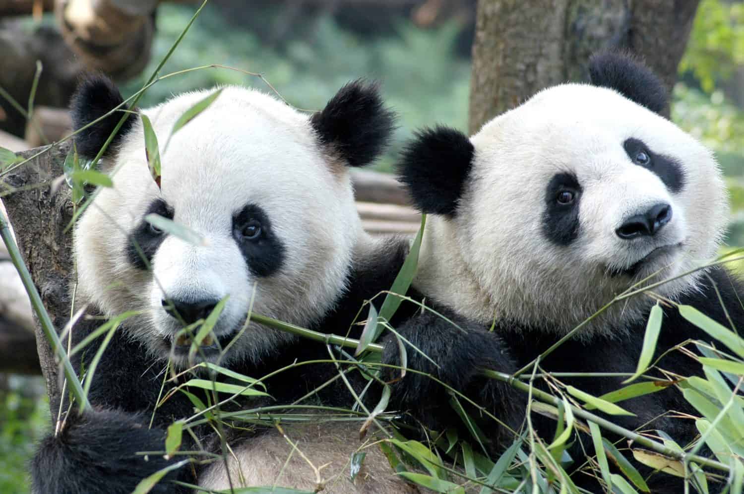 Panda bear
