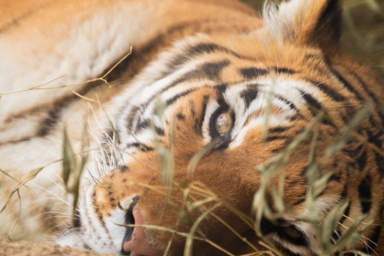 Amur Tiger Panthera tigris altaica japan zoo