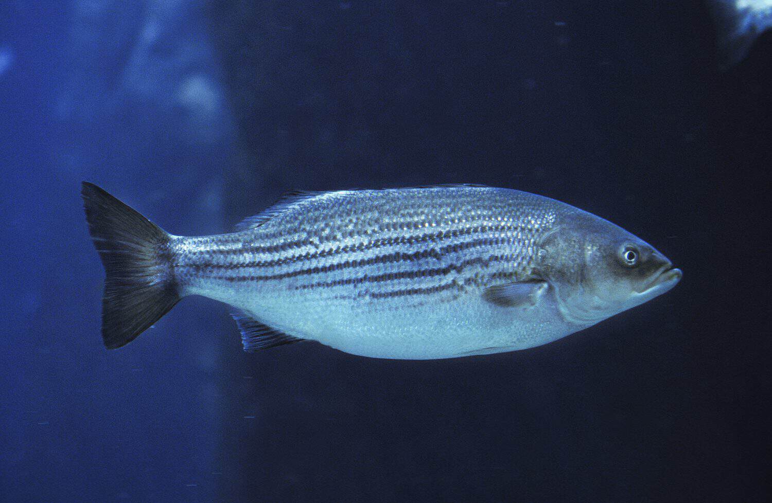 Striped Bass, morone saxatilis underwater view