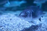 Sea bass