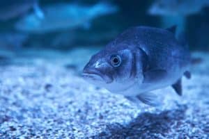 Grumpy looking Sea Bass swimming in his aquarium