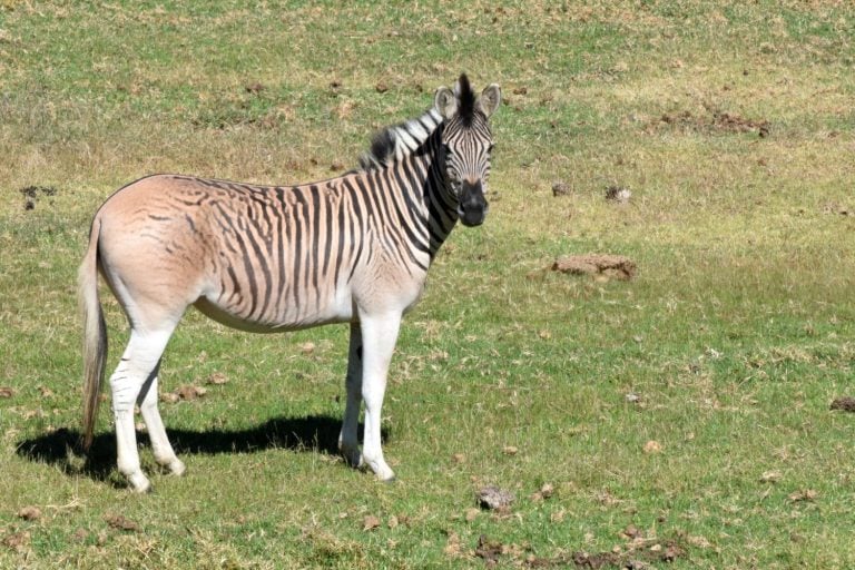 Zorse or zebrula is half zebra half horse