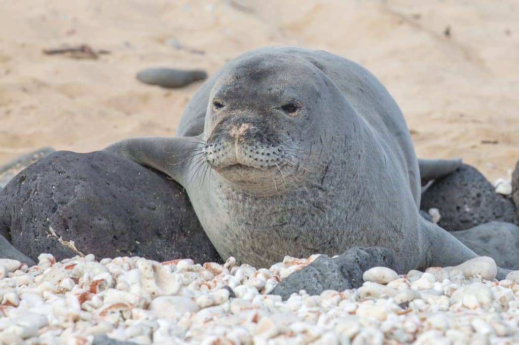 Hawaiian Monk Seal