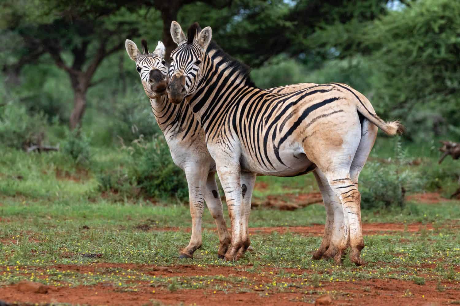Two quaggas in Mokala National Park, South Africa. It is a variant of the plains zebra with reduced striping on the rump.