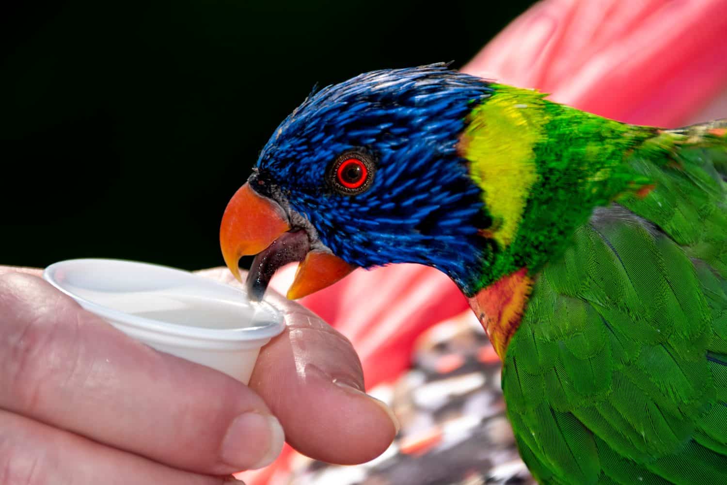 Rainbow lorikeet (Trichoglossus moluccanus) sipping nectar from a cup held by the hand of a young woman.