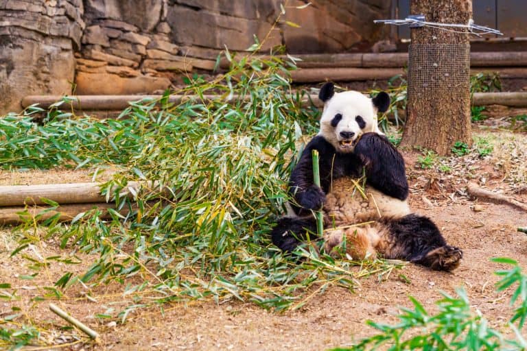 Giant Panda Bear Eating Bamboo at the Zoo. Selective focus.