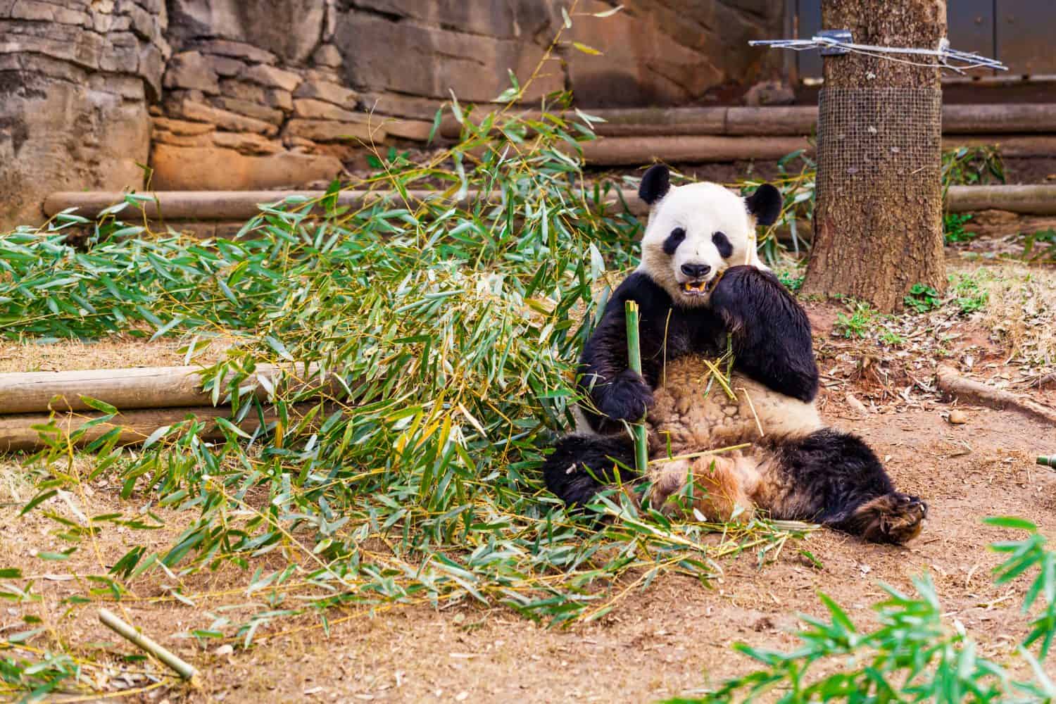 Giant Panda Bear Eating Bamboo at the Zoo. Selective focus.