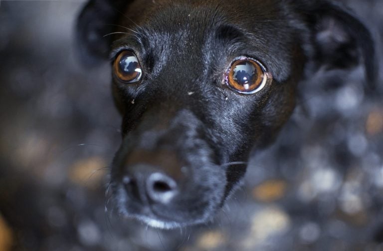 Very sad small dog breed scared of camera staring at his owner with fear, hiding under table.