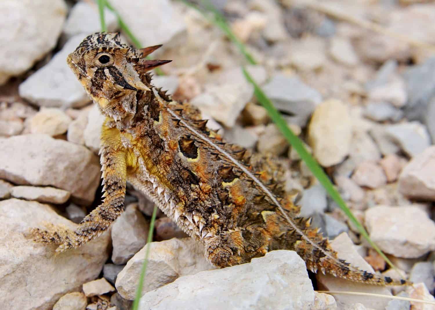 The spiky Texas Horned Lizard, Phyrnosoma cornutum 