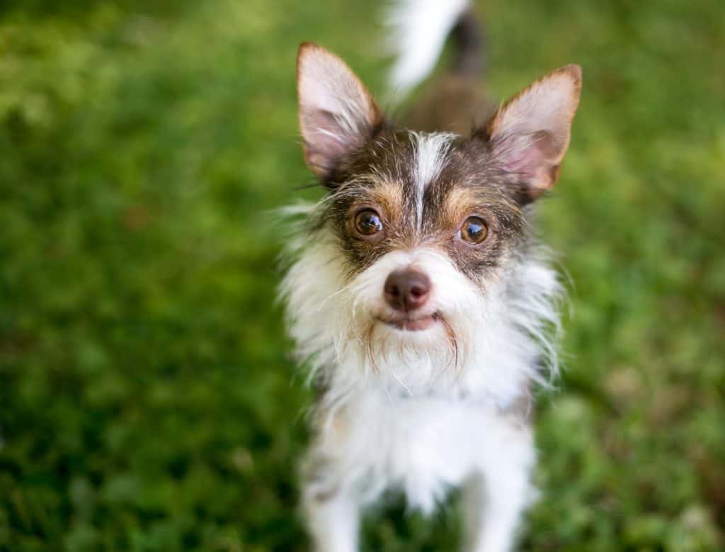 A Chihuahua x Wire Fox Terrier mixed breed dog (also known as a Wire Chiwoxy) outdoors, looking up at the camera