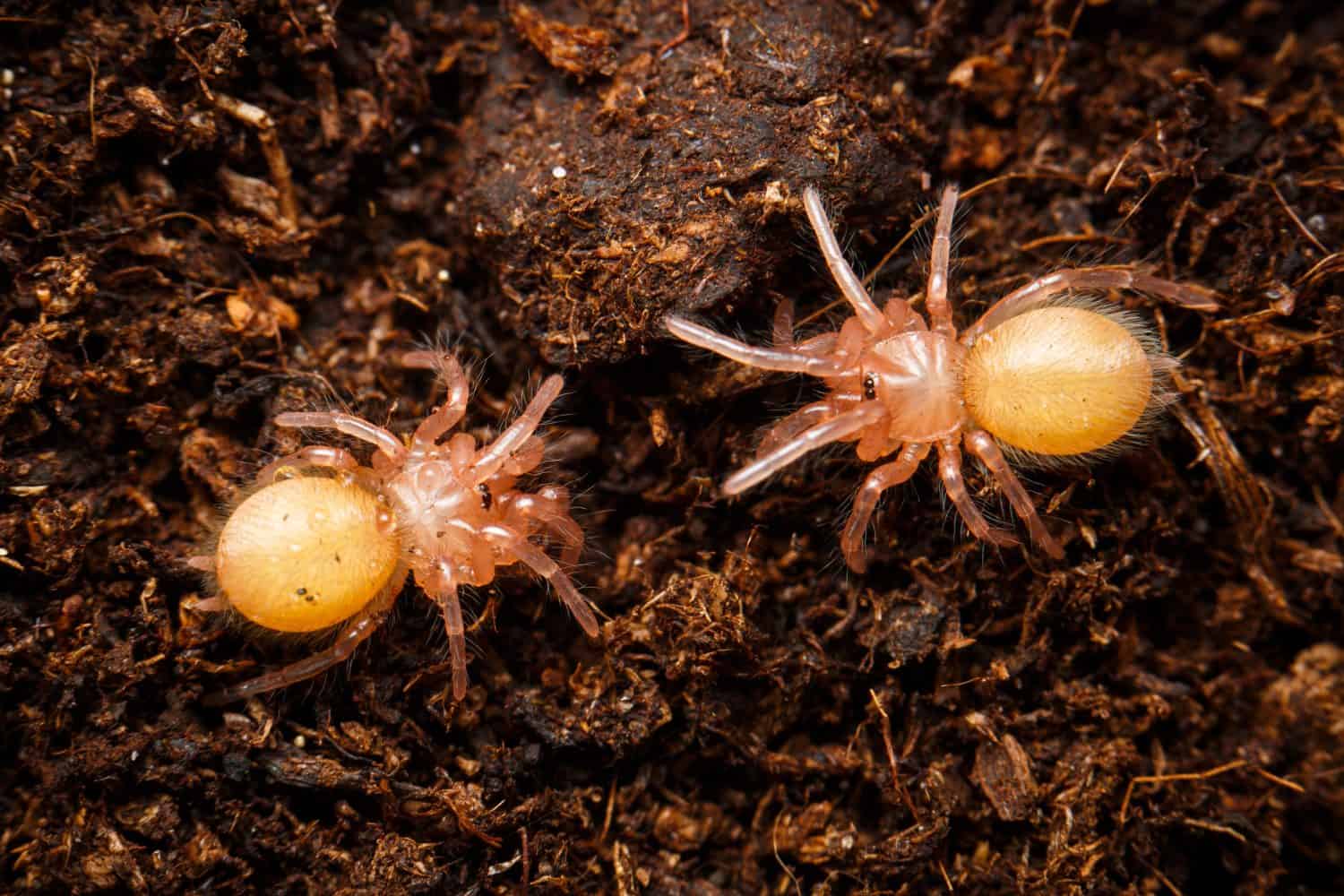 Dozens of Baby Tarantulas Molt at Once in Stunning Time-lapse