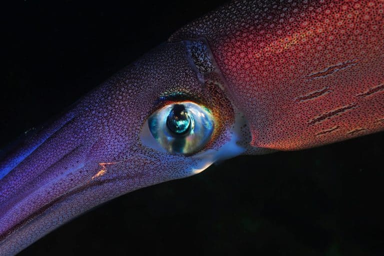 Atlantic ocean squid macro photo