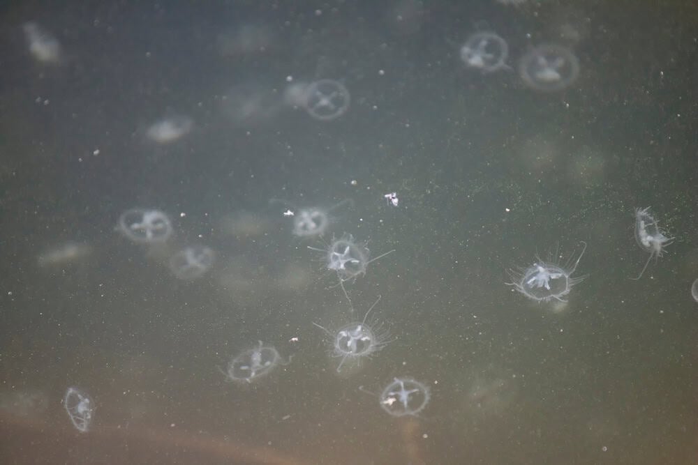 Freshwater JellyfishCraspedacusta sowerbii in close-up