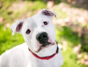A white Dalmation x Pit Bull Terrier mixed breed dog wearing a red collar, looking up at the camera with a head tilt