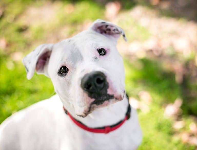 Dalmatian Mix