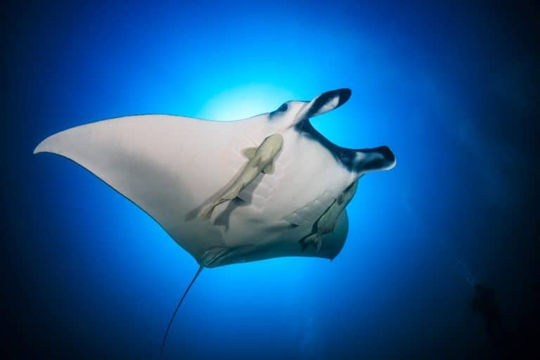 Large Oceanic Manta Ray (Manta birostris) with background SCUBA diver bubbles in a blue, tropical ocean (Andaman sea).