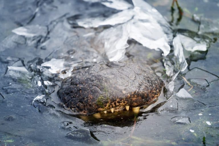 Alligator frozen in ice. Only the nose is visible. Brazos Bend State Park, Texas, USA