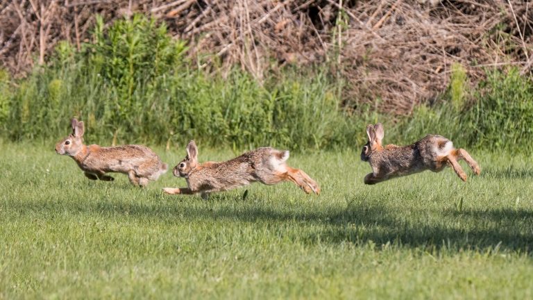 Three Cotton Tail Rabbits Chasing Each Other