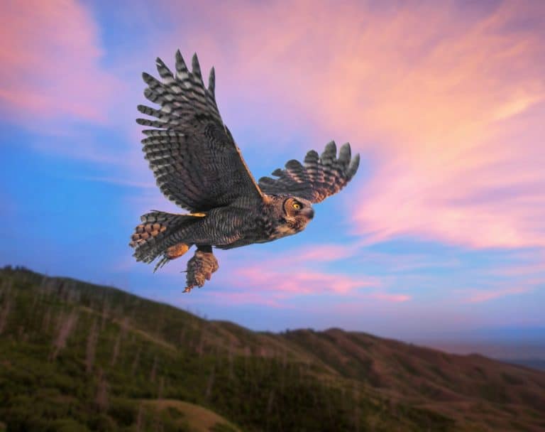 great horned owl with a rodent