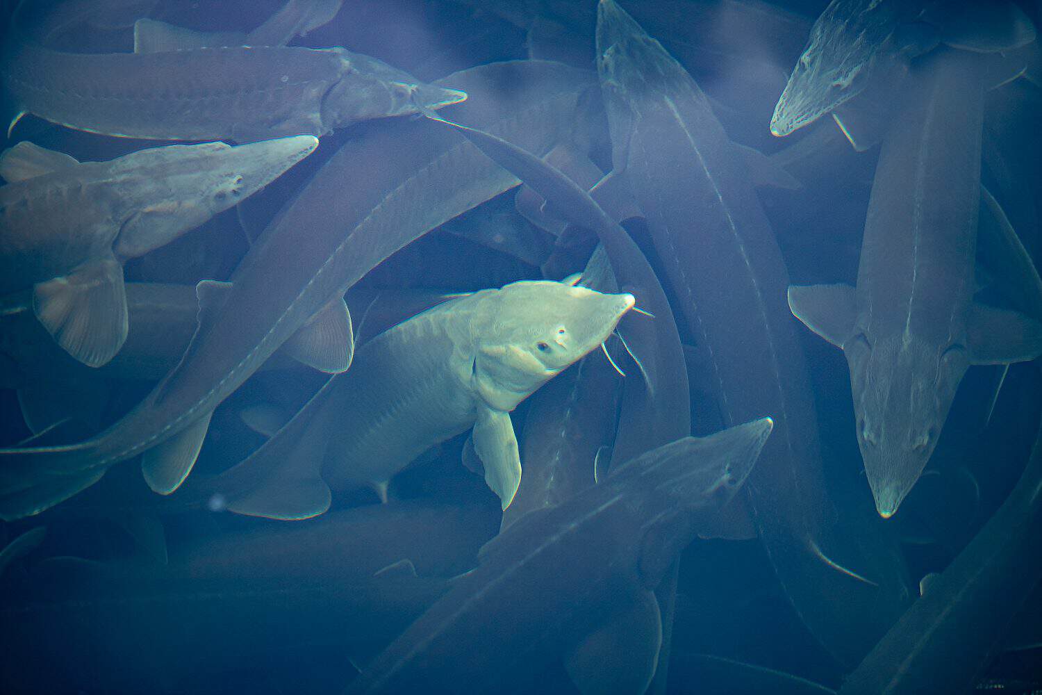 Fish farm for breeding sturgeon fry. Concept aquaculture pisciculture.