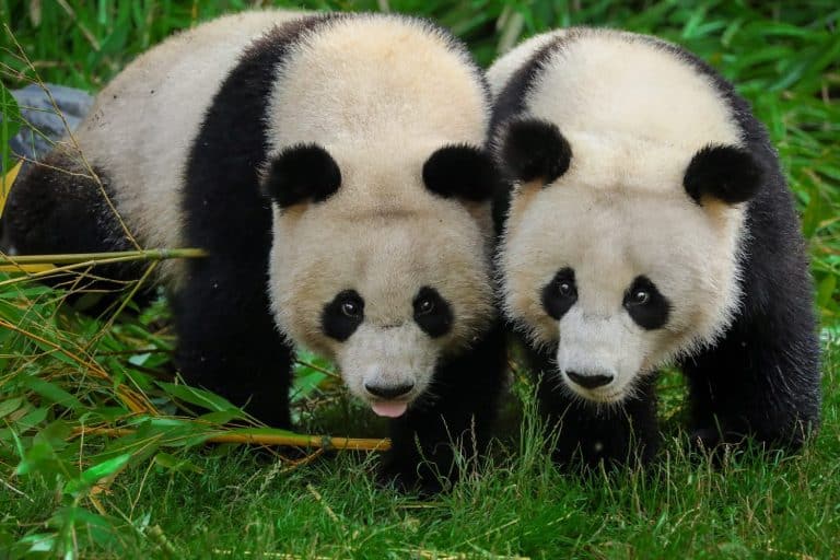 Two young panda walking side by side.