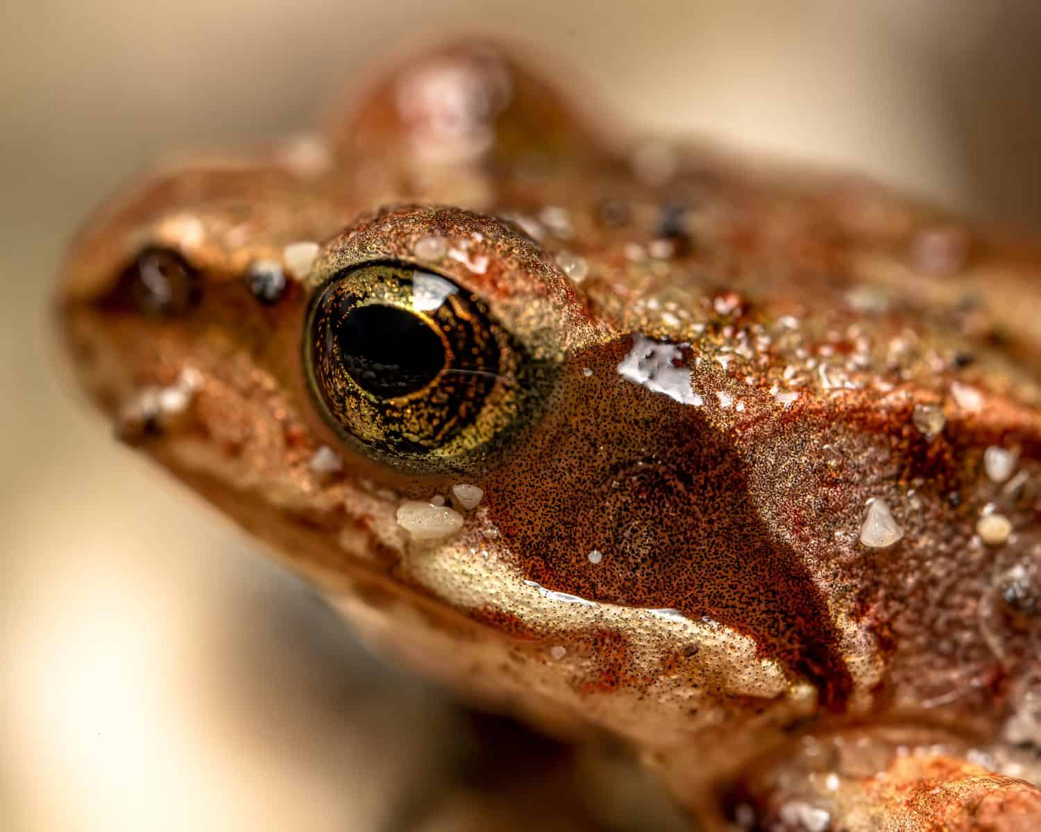 10,000 Frogs Later, California's Red-Legged Frog Is Back in Yosemite