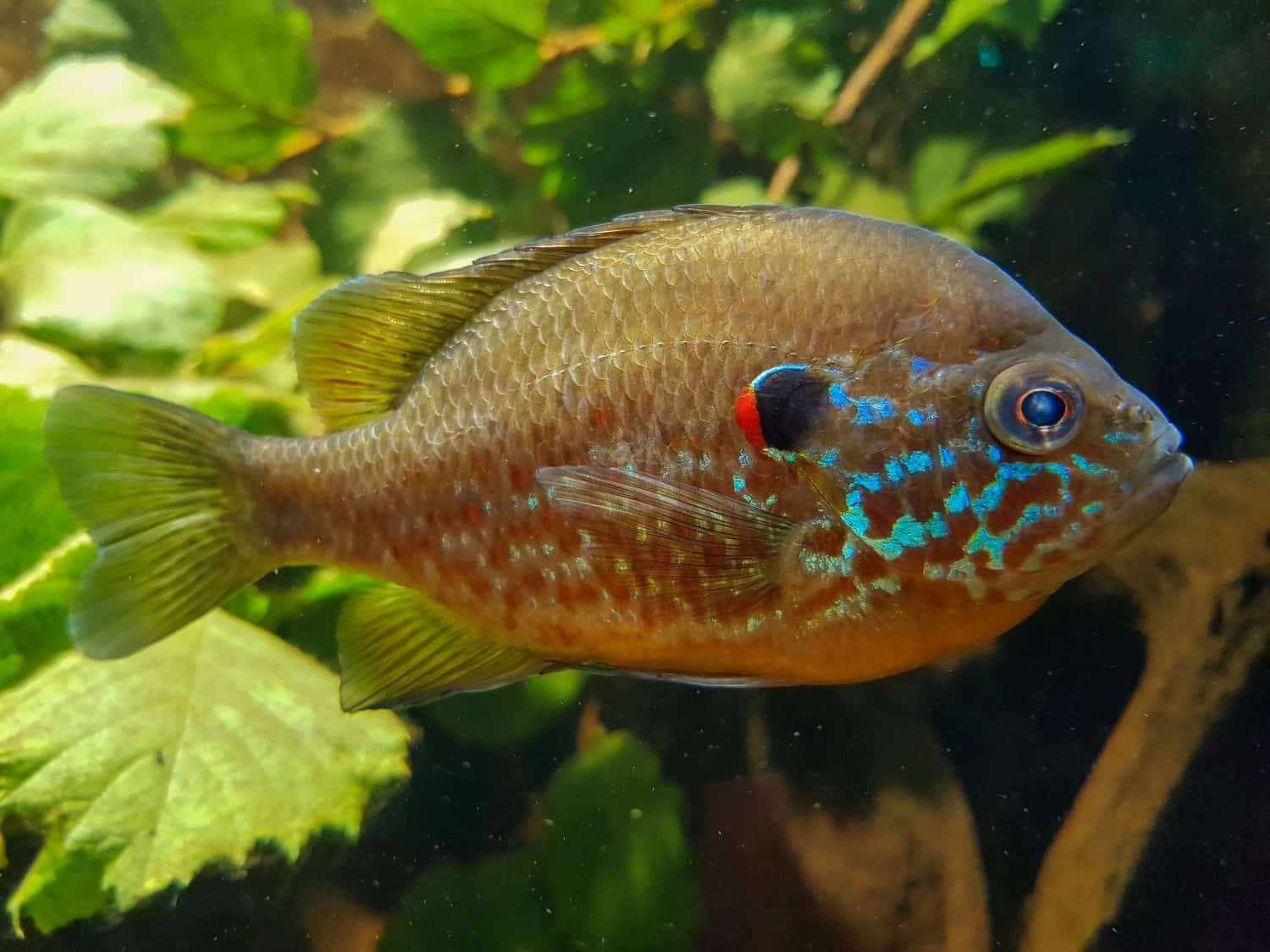 pumpkinseed sunfish (in german Gemeiner Sonnenbarsch also Kürbiskernbarsch) Lepomis gibbosus