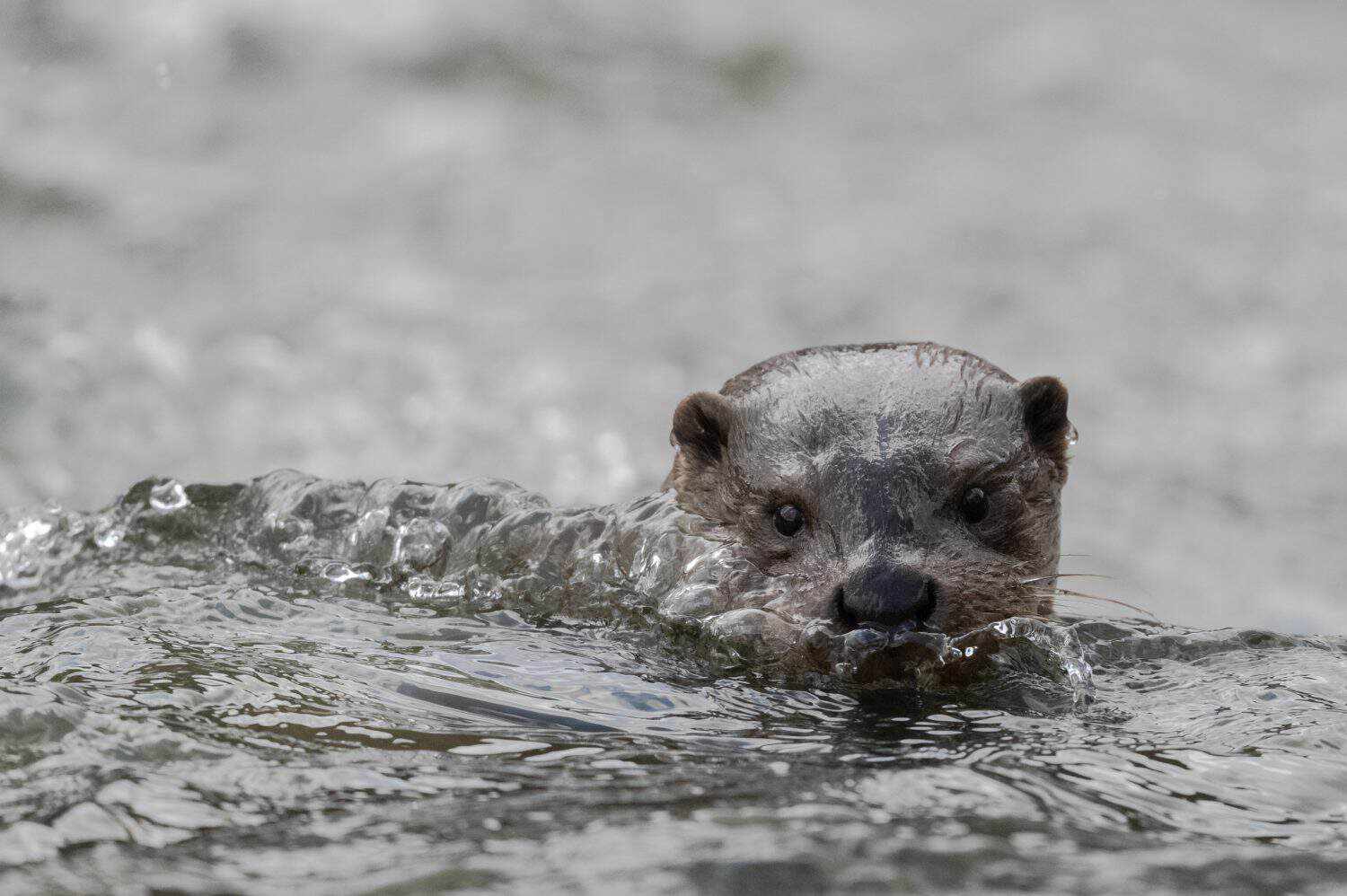 The Last Wild Japanese Otter Was Photographed in 1979. Then It Was