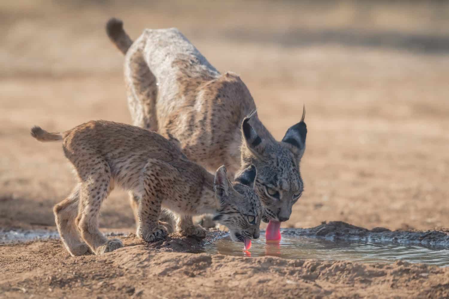 An Iberian lynx cub and its mother (Lynx pardinus) quench their thirst on a hot summer afternoon