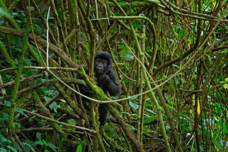 Mountain gorilla in the Bwindi Impenetrable National Park. Gorilla in the natural habitat. Wildlife in Uganda.