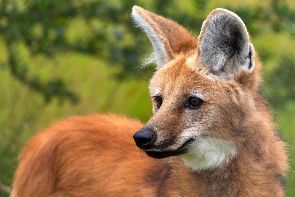 Maned Wolf (Chrysocyon brachyurus), a large canine of South America. Its markings resemble those of foxes, but it is neither a fox nor a wolf. It is the only species in the genus Chrysocyon.