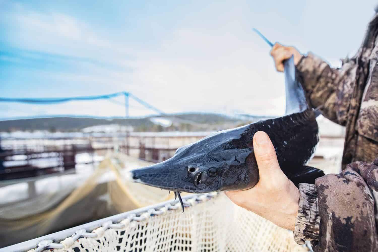 Fish farm, big sturgeon in hand fisherman. Concept aquaculture pisciculture.