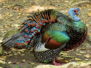 Beautiful ocellated turkey chilling in Guatemala